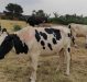 Livestock insurance Keeping Livestock Farmers Afloat in Rwanda after Rift Valley Fever