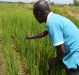 Uganda: New Farming Techniques Helping Farmers Produce Seed Rice 