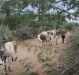 Kenya- US Collaboration to Strengthen Livestock Value Chain