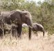 Kenya: Electric Fence Averting Human-Elephant Conflict in Laikipia North